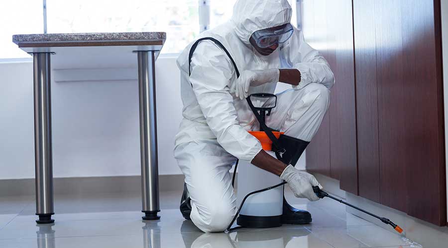 Trusted Pest Control for Homes and Businesses