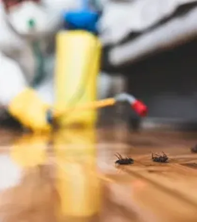 Cockroach Control
