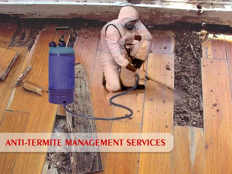 Termite Control Services